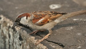 House_Sparrow_(Passer_domesticus)-_Male_in_Kolkata_I_IMG_5904