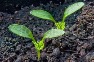 Parsley Seedlings.